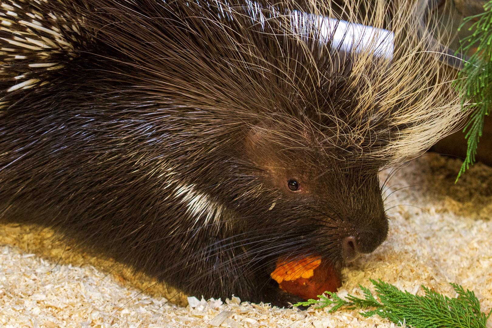 Cape porcupine Rick eating vegetables indoors IMAGE: Laura Moore (2020)